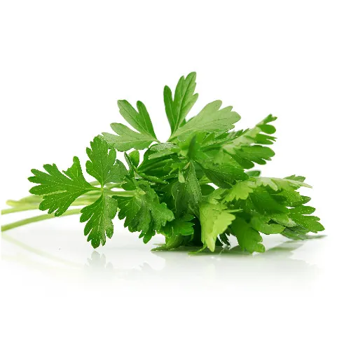 parsley (&quot;bakdounes&quot;)