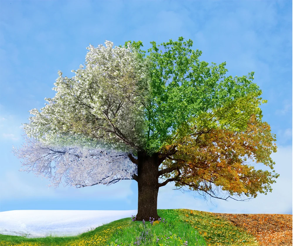 Four Seasons
